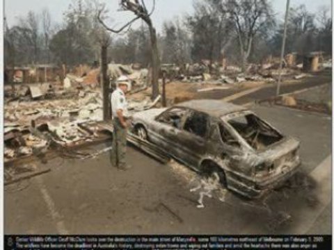 Australia Victorian Bushfires And Koala Sam - True Blue