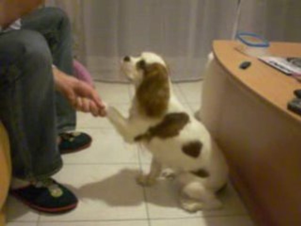 séance de dressage de dolie