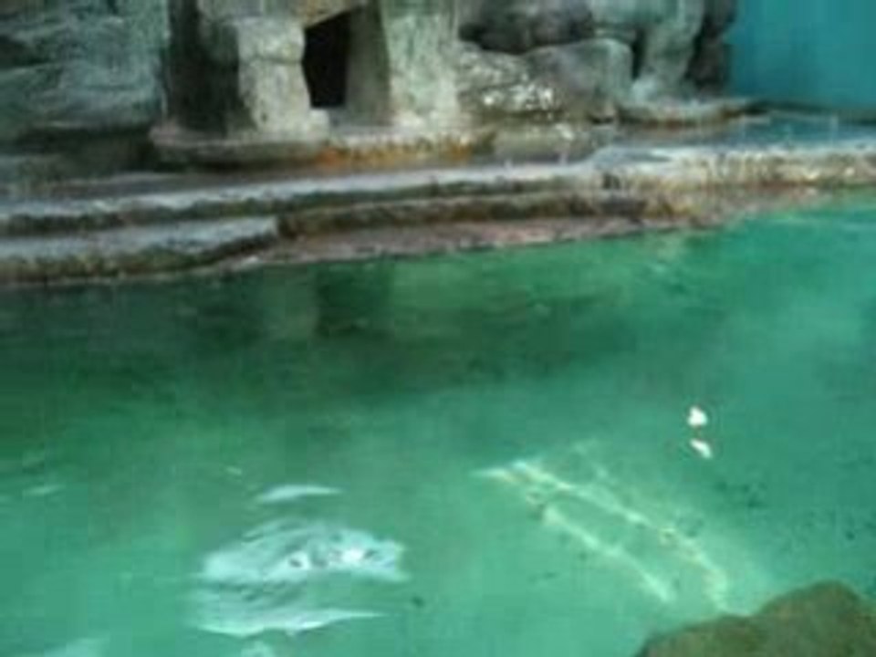 Пингвин-пловец