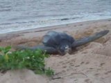 GUYANE   TORTUES LUTH