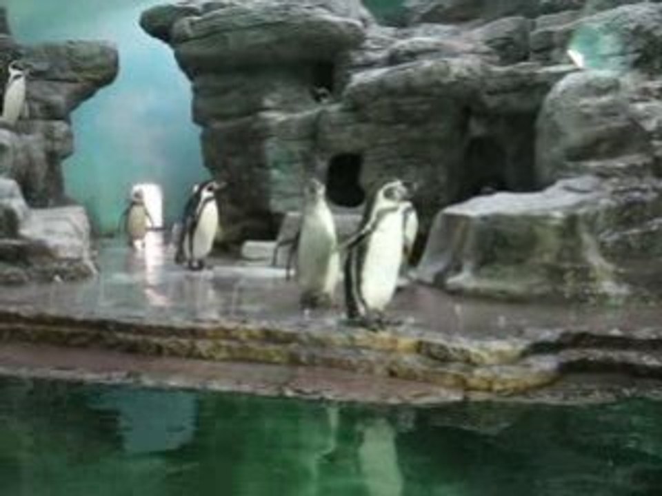Пингвины выходят на зарядку
