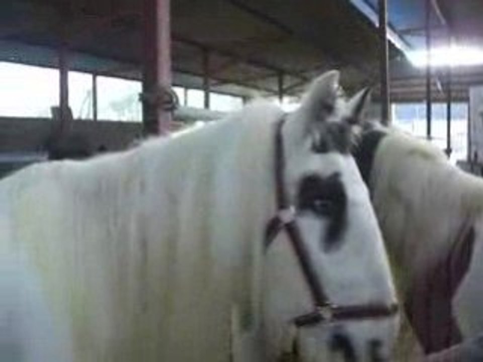 Blue mange des carottes