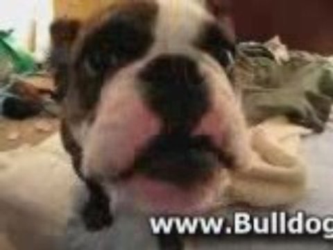 Barking English Bulldog Puppy 6 Months Old