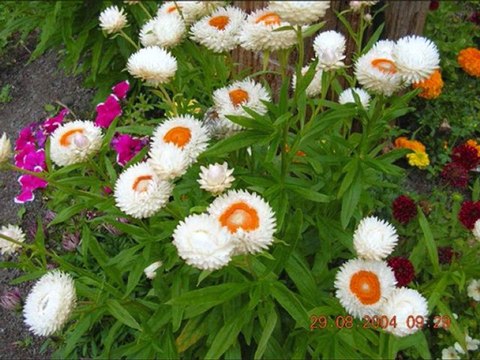 DİLEK SUAT SAYIN-SADEGÜL