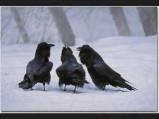 Michael Bannett -  " The Three Ravens'"