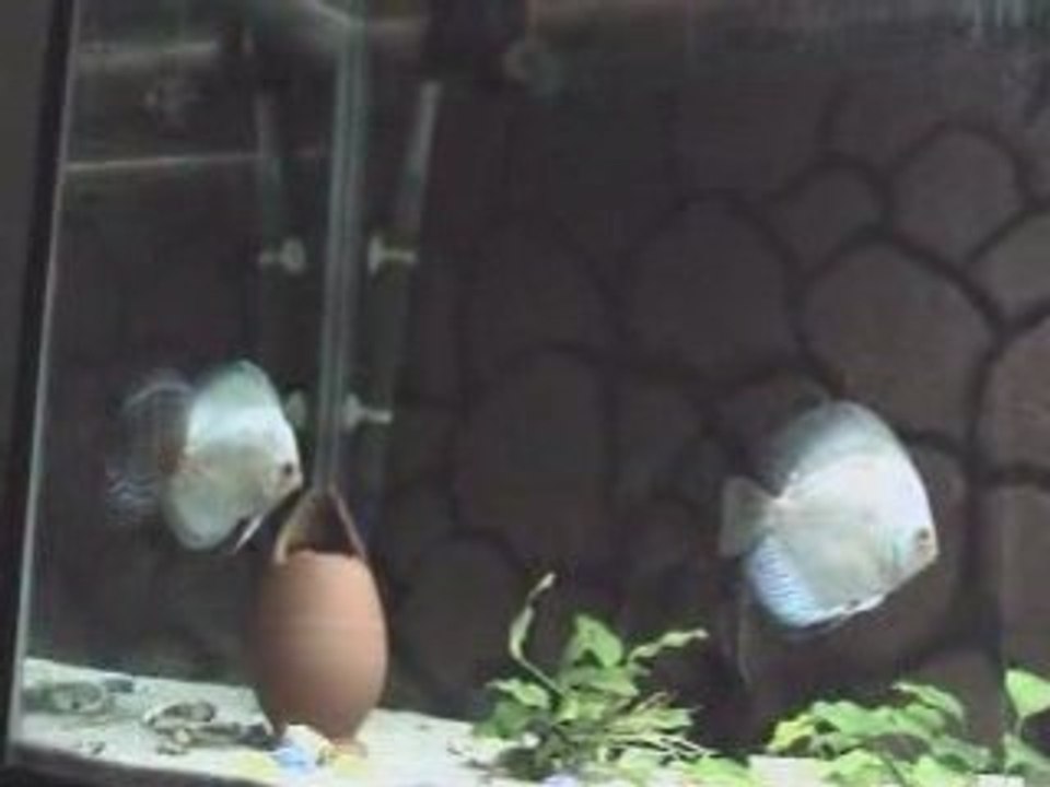 discus ana tank-2