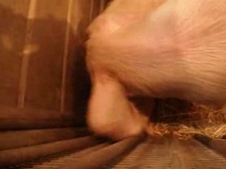 Cochon 1 Salon de l'Agriculture 220209