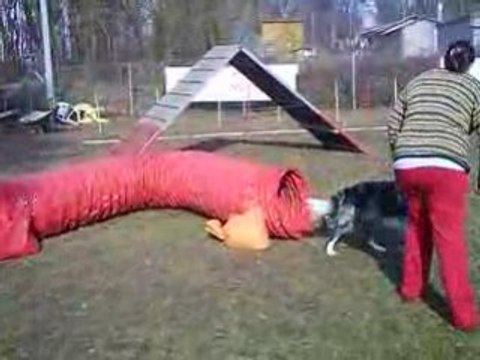 Entrainement d'agility 01/03/2009 GAVROCHE