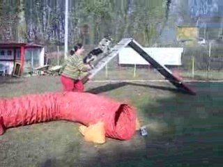 Entrainement agility01/03/2009 Dixie 4ème parcours