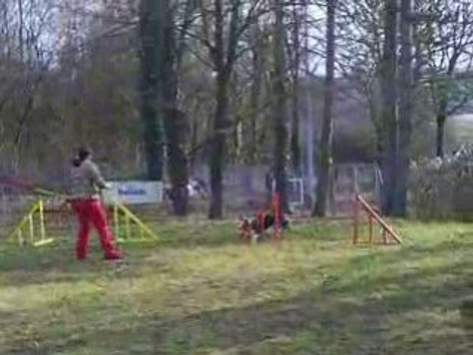 Entrainement agility 01/03/2009 Dixie 3ème parcours