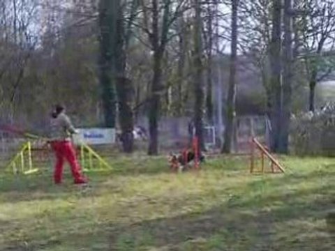 Entrainement agility 01/03/2009 Dixie 3ème parcours