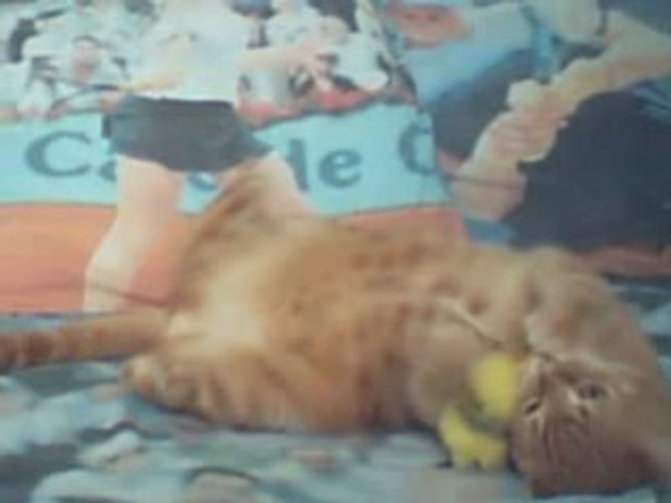 Chat VS Souris ( En jouet ) :)