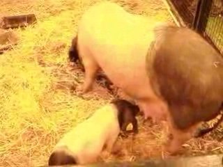Cochon et bébé 2 Salon de l'Agriculture 220209