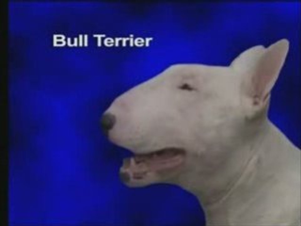 Le Bull Terrier