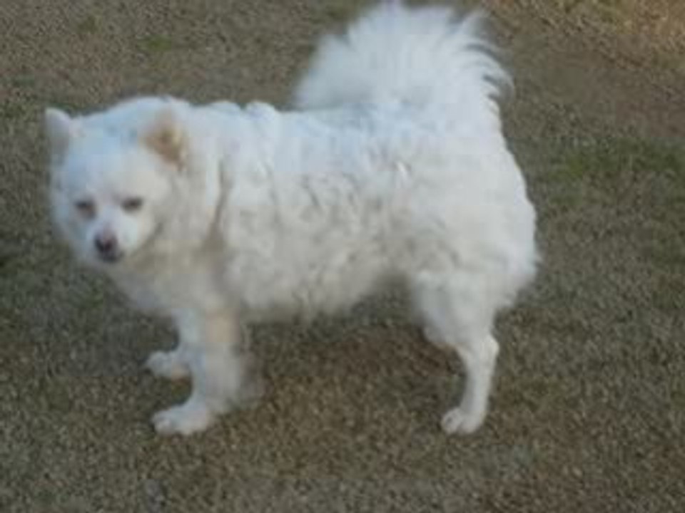 Mon chien avec le chat de la voisine lol