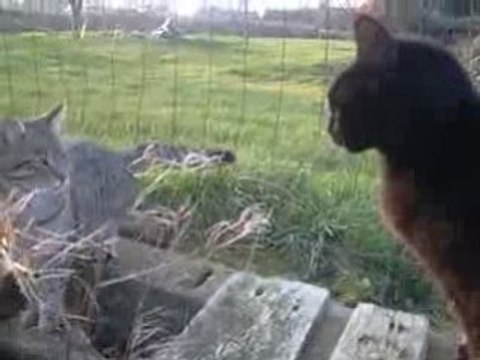 Mon chat pas content mdr