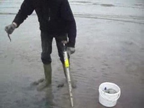 Recherche d'appâts pêche mer
