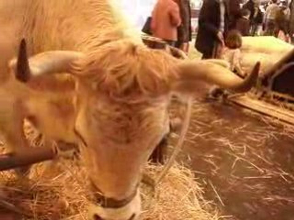 Vache 2 Salon de l'Agriculture 220209