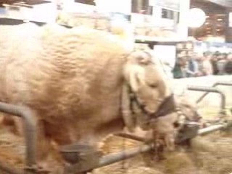 Vache 3 Salon de l'Agriculture 220209
