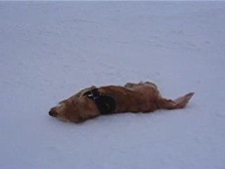 Recco, chien d'avalanche