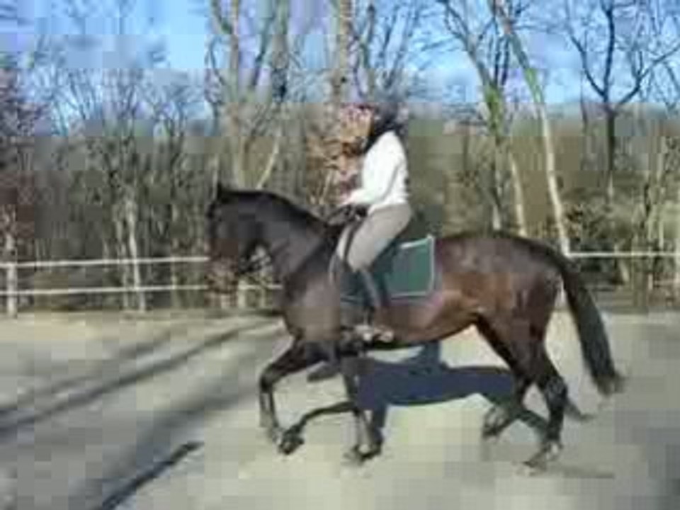 Querelle dressage 003