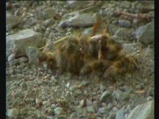 Frelon asiatique : le chasseur part2