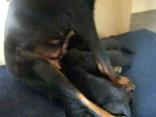 tétée bonnie