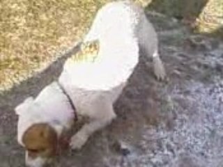 Quelle conne cette chienne ! Ah, des barres !