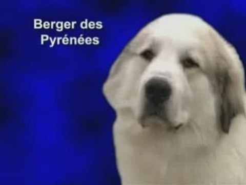 Le Berger des Pyrénées