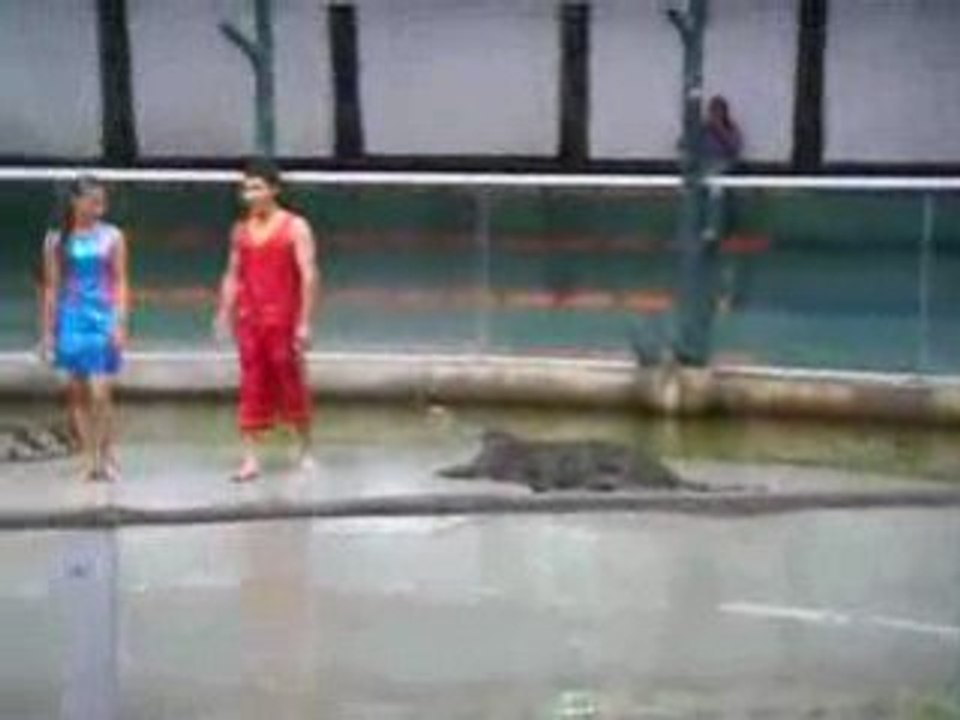 Crocodile show, almost lost hand