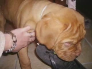 Conrad Dit Patton: A Brief Overview