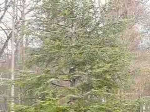 PARC DE LA COLOMBIERE DIJON 26/02/2009