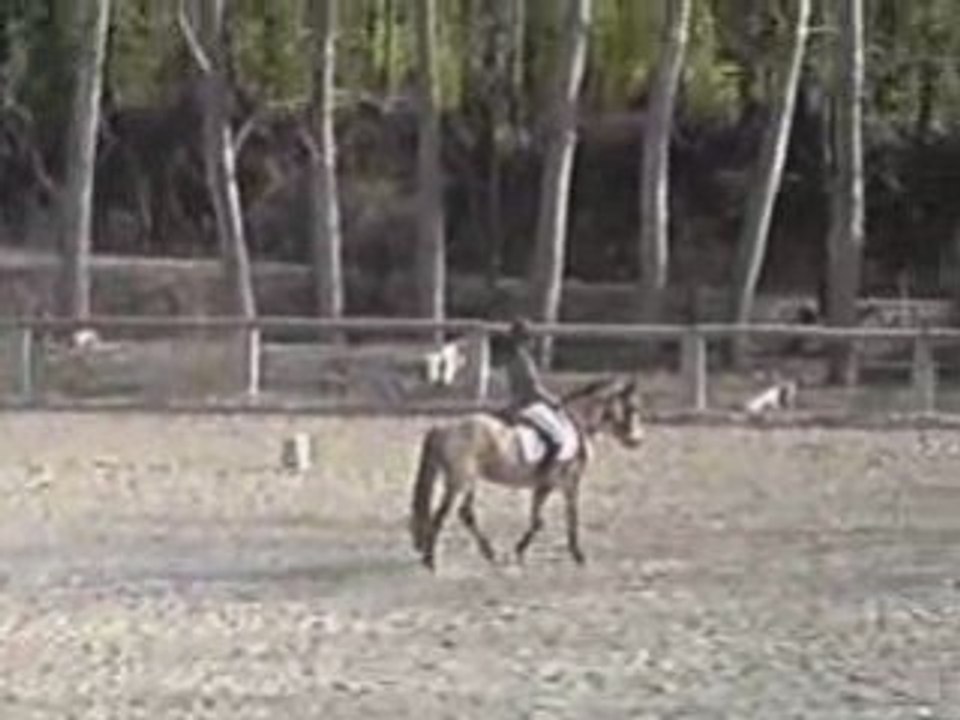 Dressage  Galop 7 28-02