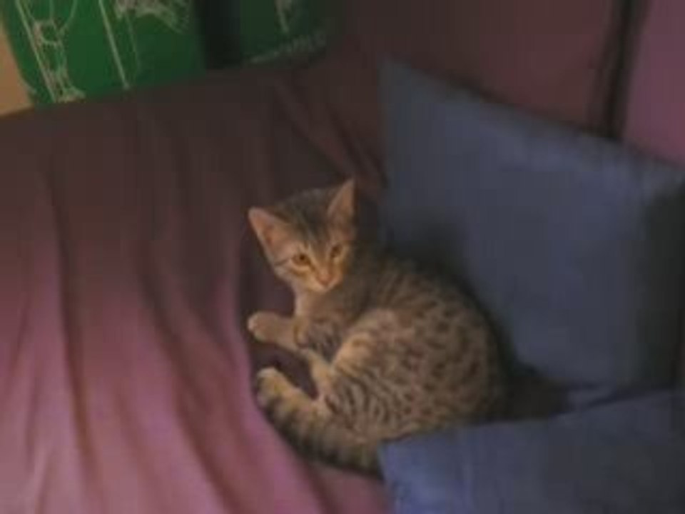 Dexter
