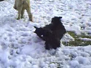 Działka 01.03.09 002 Alf i Bati