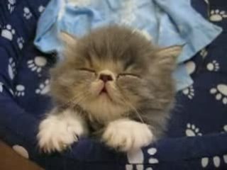 Chaton qui s'endort