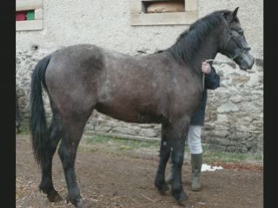 Poneys T
