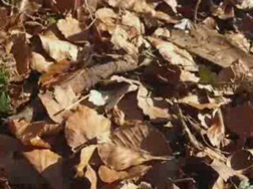 Morgan griveau & Maxime Peythieu font du dirt