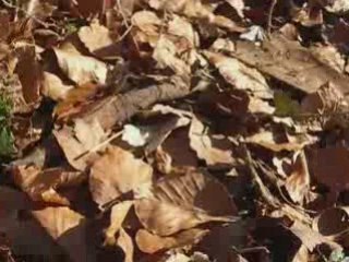 Morgan griveau & Maxime Peythieu font du dirt