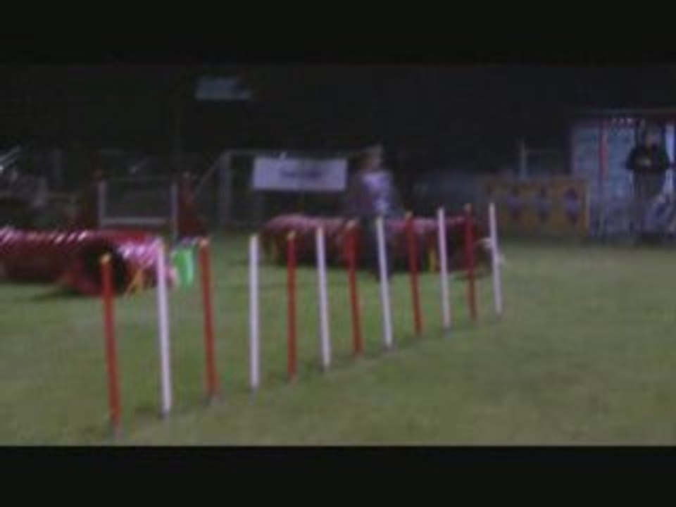 Jumping toupy sargue