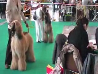 Międzynarodowa Wystawa Psów Rasowych Poznań 2008