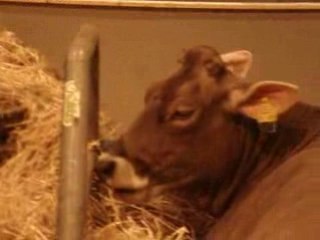 Ma vache Salon de l'Agriculture 220209