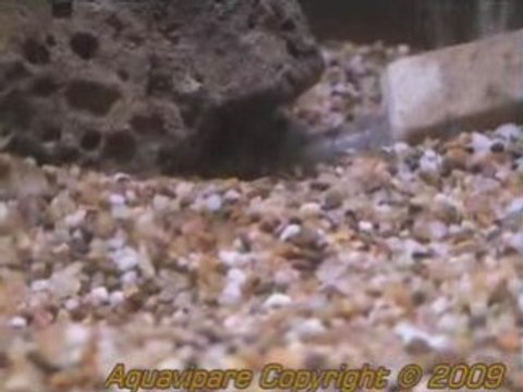 Petits danio 3 semaines nourrient aux artemia