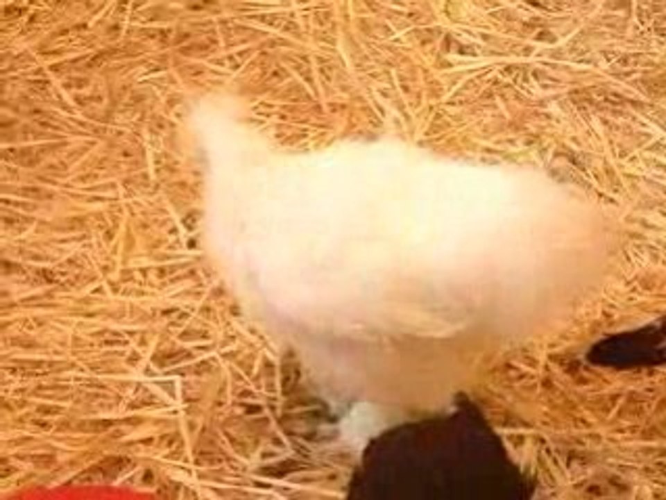 Poules à poils Salon de l'Agriculture 220209