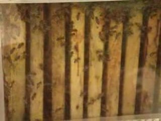 Abeilles Salon de l'Agriculture 220209