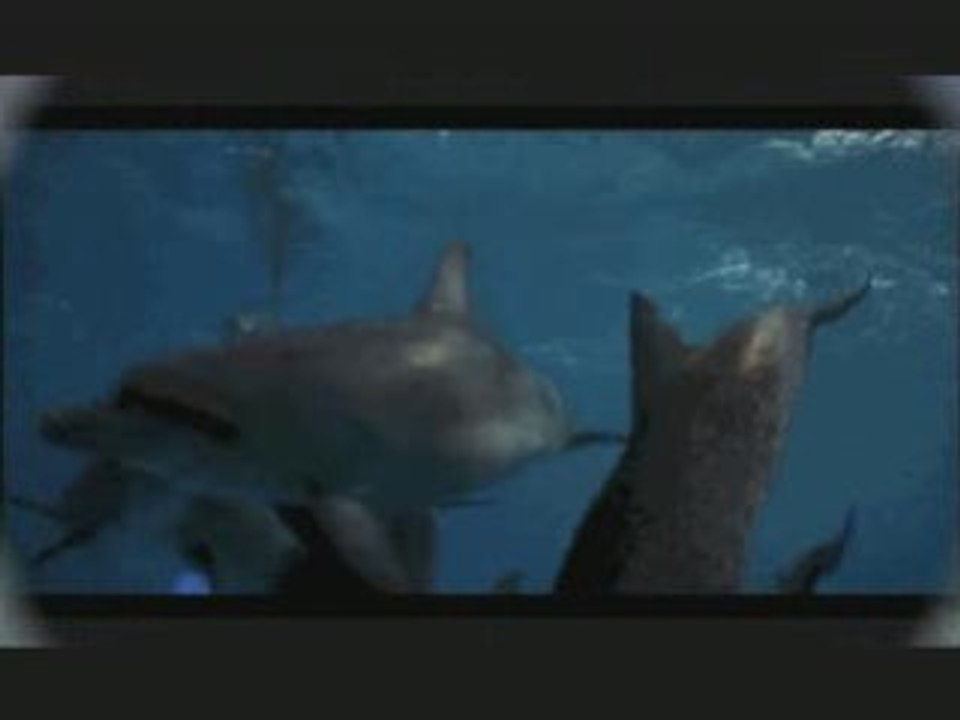voyage chez les dauphins