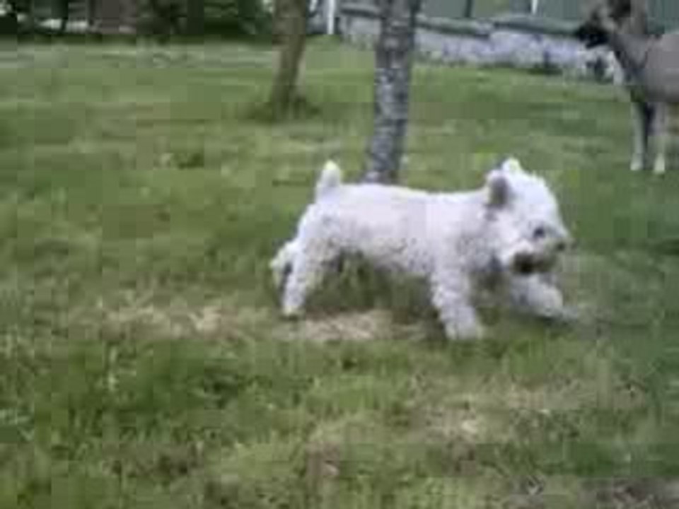 Pluton qui joue a la balle