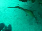 Sea dragon - Jervis Bay