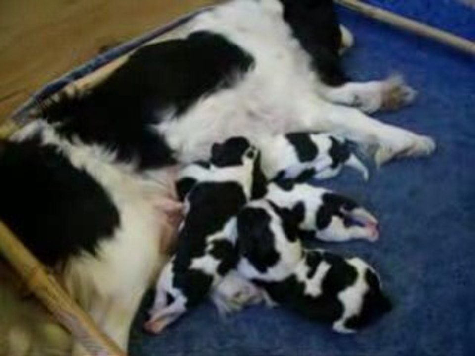 Chiots d'Adéna