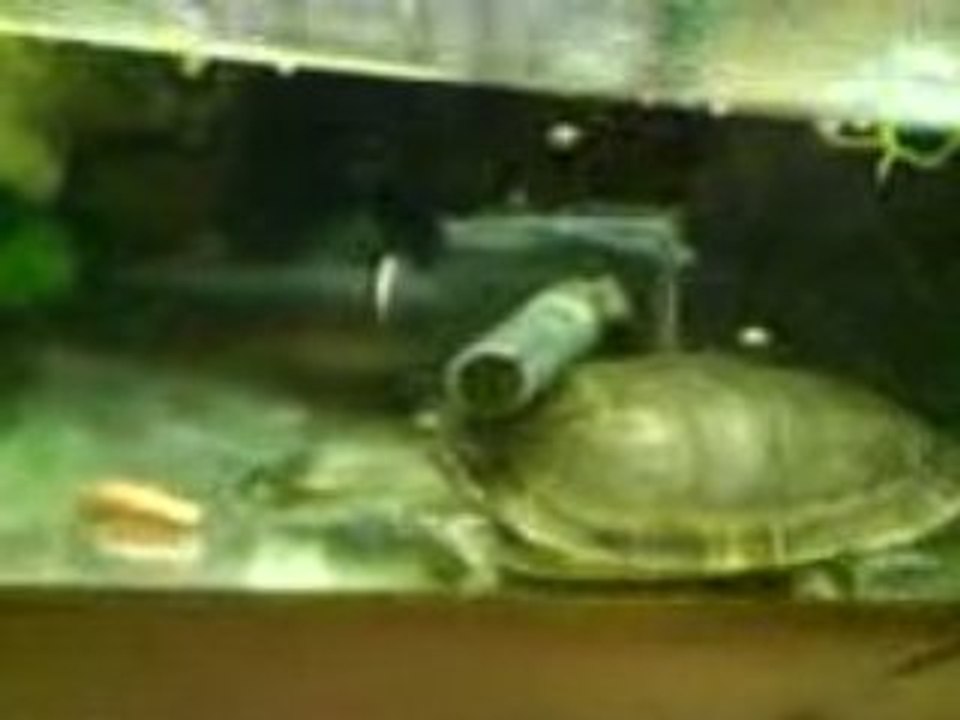 tortue aa